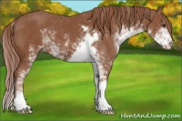 Horse Color:Chestnut Sabino