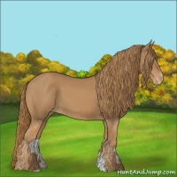 Horse Color:Chestnut Appaloosa 