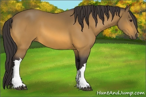 Horse Color:Buckskin 