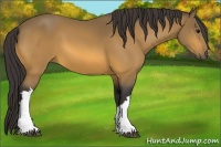 Horse Color:Buckskin 