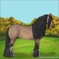Horse Color:Bay Roan Dun 