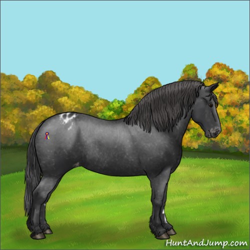 Horse Color:Black Appaloosa Rabicano 