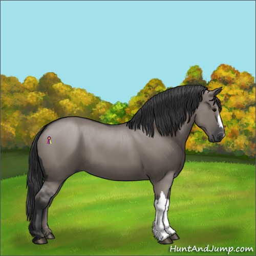 Horse Color:Grullo