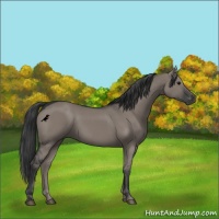 Horse Color:Grullo 
