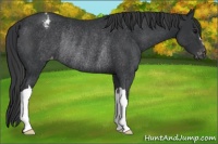 Horse Color:Black Appaloosa Rabicano