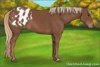Horse Color:Chestnut Appaloosa 