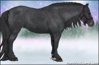 Horse Color:Black Appaloosa Rabicano 