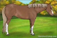 Horse Color:Chestnut 