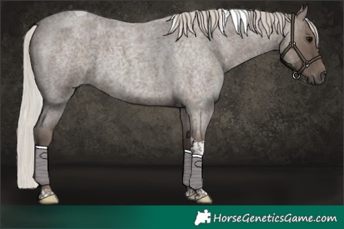 Horse Color:Silver Blue Roan Tobiano