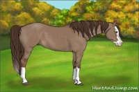 Horse Color:Liver Red Dun Splash