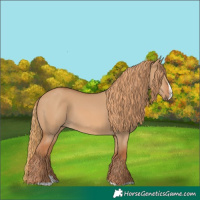 Horse Color:Red Dun Splash 