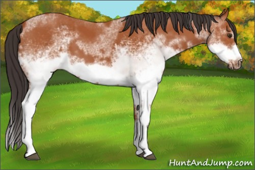 Horse Color:White Spotted Bay Splash  and White Spotted Bay Splash Frame 