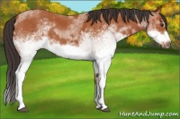 Horse Color:White Spotted Bay Splash  and White Spotted Bay Splash Frame 