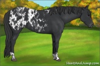 Horse Color:Black  and Black Appaloosa 