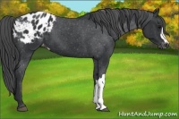Horse Color:Black Appaloosa 
