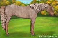 Horse Color:Red Roan 