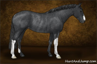 Horse Color:Black Appaloosa Rabicano 