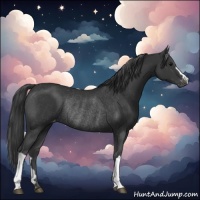 Horse Color:Black Appaloosa Rabicano 