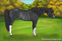 Horse Color:Black Appaloosa Rabicano 