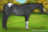 Horse Color:Black Appaloosa Rabicano 