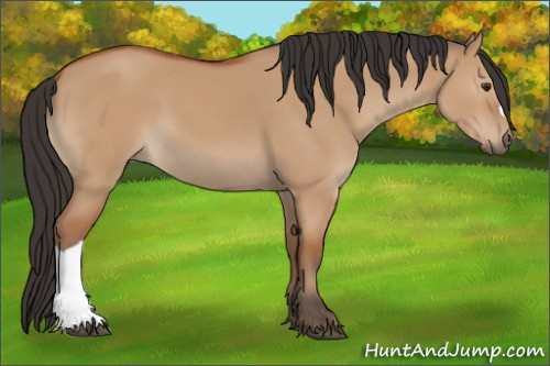 Horse Color:Bay Dun