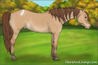 Horse Color:Bay Dun Appaloosa 