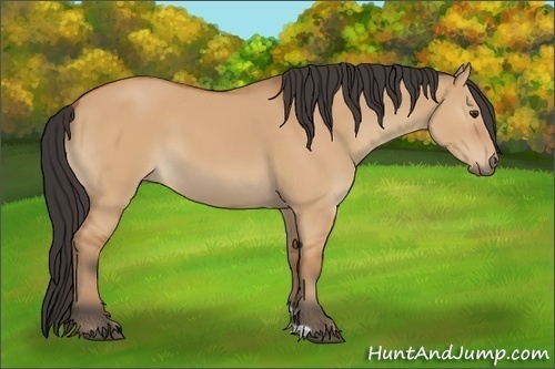 Horse Color:Bay Dun