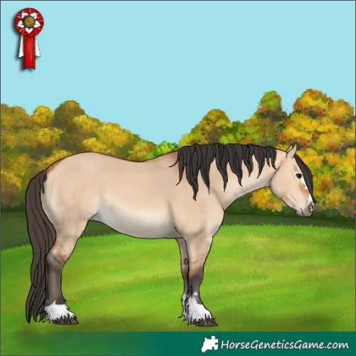 Horse Color:Bay Dun 