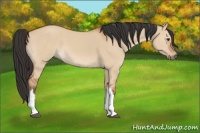 Horse Color:Bay Dun