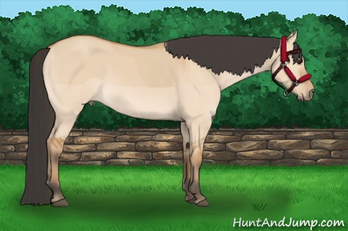 Horse Color:Bay Dun