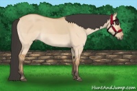 Horse Color:Bay Dun