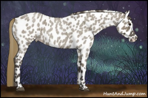 Horse Color:Smoky Grullo Roan Appaloosa 