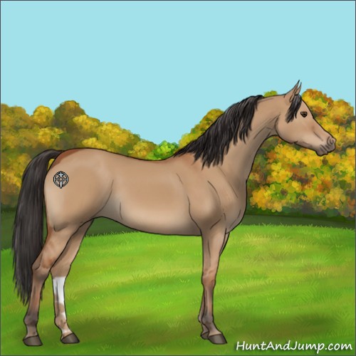 Horse Color:Bay Dun 