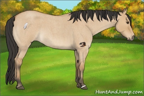 Horse Color:Bay Roan Dun 