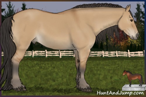 Horse Color:Bay Dun