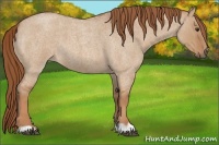 Horse Color:Red Dun Roan