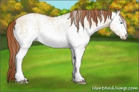 Horse Color:White Spotted Buckskin Pearl Dun 