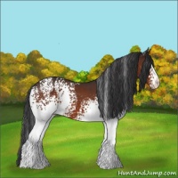 Horse Color:White Spotted Brown 