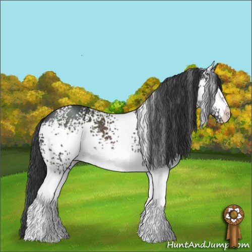 Horse Color:White Spotted Black 
