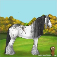 Horse Color:White Spotted Black 