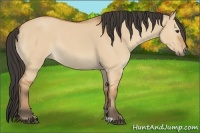Horse Color:Bay Dun