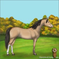 Horse Color:Bay Dun