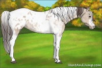Horse Color:Brown Dun Tobiano Blanket 
