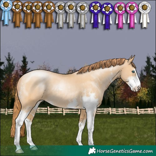 Horse Color:Buckskin Pearl Sabino 