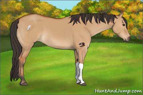 Horse Color:Bay Dun 