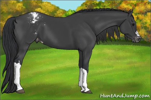 Horse Color:Black Appaloosa