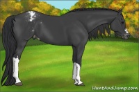 Horse Color:Black Appaloosa