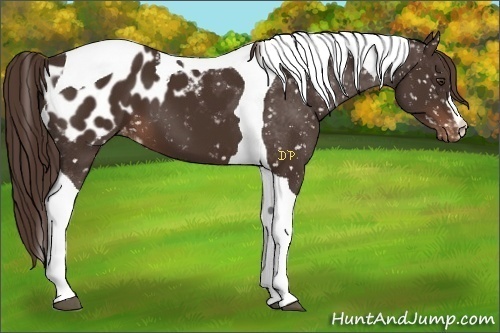 Horse Color:Liver Chestnut Tobiano Appaloosa 