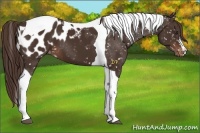 Horse Color:Liver Chestnut Tobiano Appaloosa 