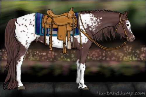 Horse Color:White Spotted Chocolate Black Appaloosa Rabicano 